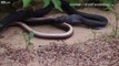 Stomach-churning moment huge snake regurgitates live snake