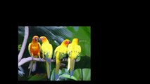 اجمل وأغرب طيور في العالم 1// The most beautiful birds in the world
