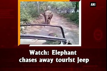 An Elephant Chased Tourist Jeep At UttaraKhand