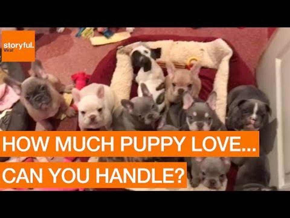 Adorable Bulldog Puppies Compete for Attention