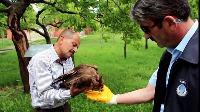 Zabıta Yaralı Şahine Sahip Çıktı