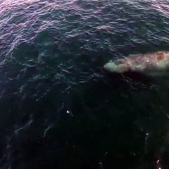Humpback whale shoots a magical rainbow