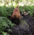 Somebody doesn't mind being muddy