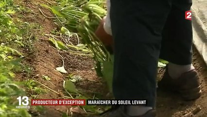 Producteur d'exception : maraîcher du Soleil-Levant