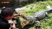 Gator trainer balances fidget spinner on alligator's nose