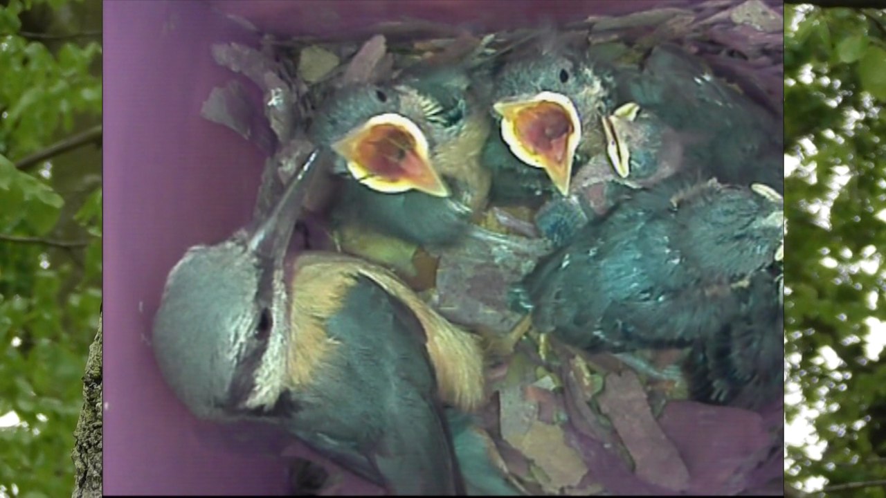 Sittelles torchepots vallée du Goëlo 2017 Ploufragan