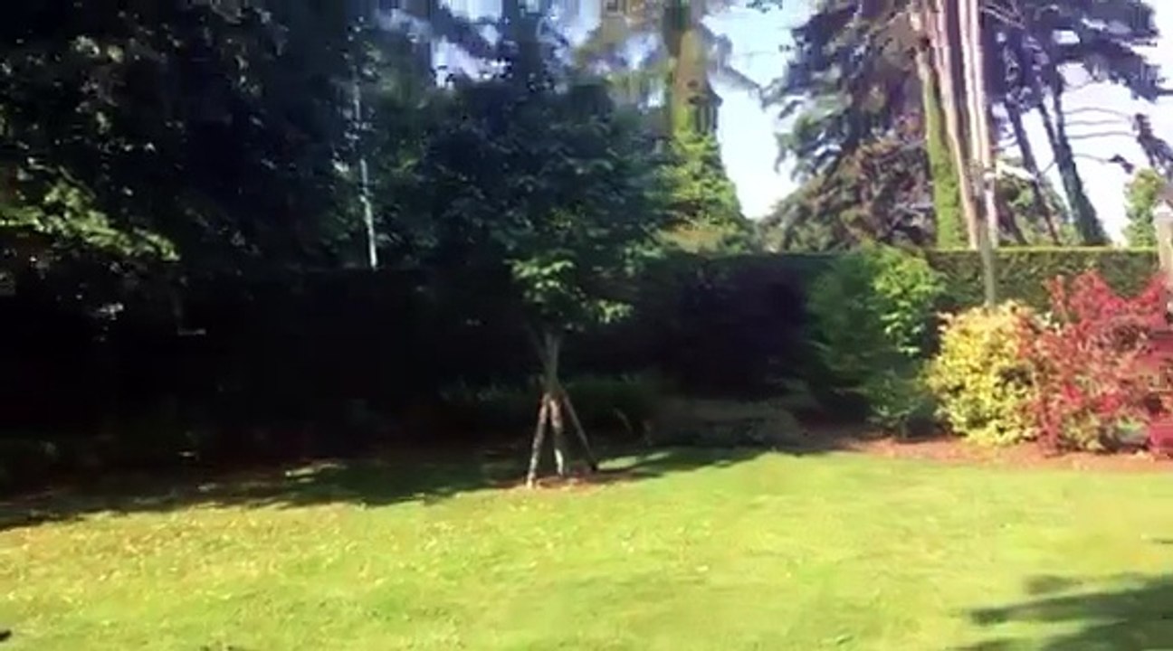 Evian-les-Bains : un chevreuil piégé dans l’enceinte d’un palace