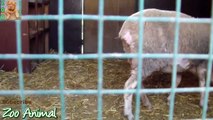 Sheep and lambs happy in his housedsfe on farm - Farm animals video for Kids -