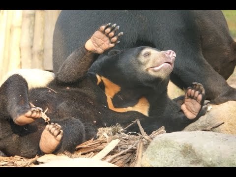 Rescued Sun Bears Enjoy Play Time