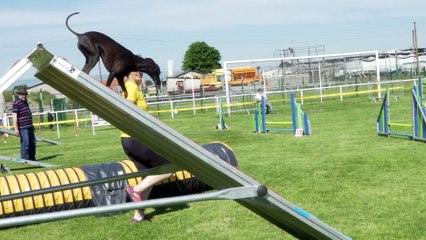 Concours canin sélectif d'Agility - Concours canin sélectif d'Agility