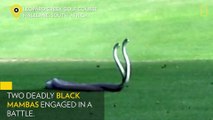 WATCH Two of Worlds Deadliest Snakes Battle on Golf Course