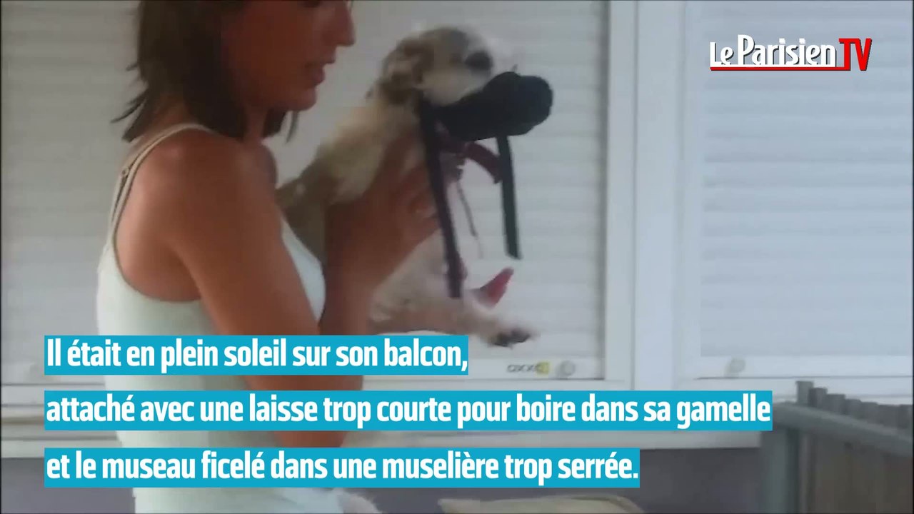 Un jeune chien sauvé de justesse dans le Val-de-Marne
