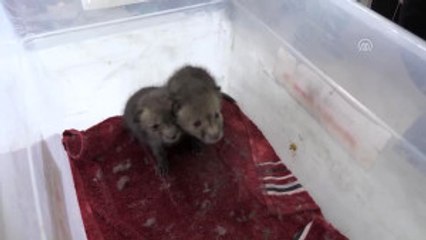 Kurt ve Tilki Yavruları Emin Ellerde- Kars