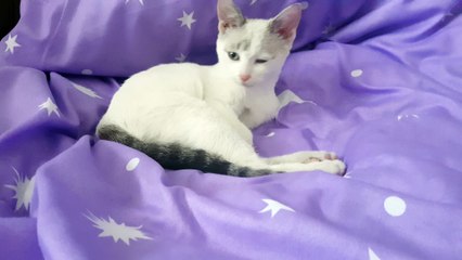 My cat waking up from a good sleep