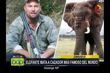 Zimbabue: muere famoso cazador aplastado por un elefante