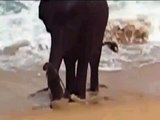 Sevimli  yavru Fil Sahilde Oyun Oynuyor görenler şaşırıyor