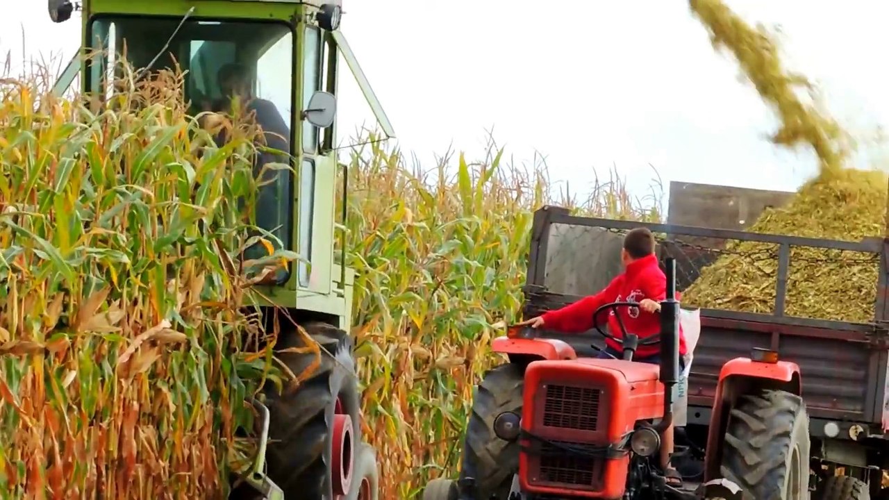 Kukurydza 2017-kiszonka na podlasiu! 3xClaas, 5xNew Holland, 4xJohn Deere. Maize Silage!