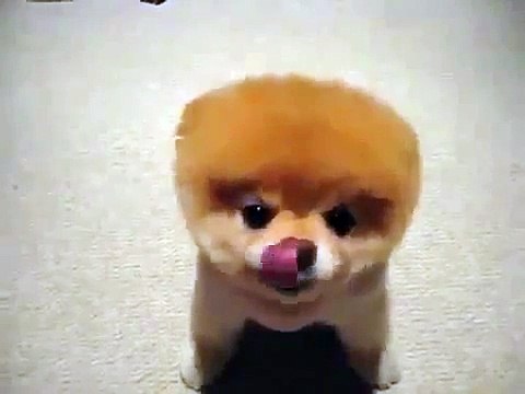 Собачка с шевелюрой flv Юмор Прикол Смех