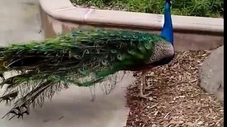 Beautiful Peacock at the San Diego Zoo in California
