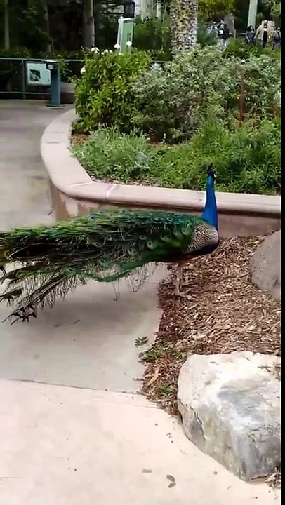 Beautiful Peacock at the San Diego Zoo in California