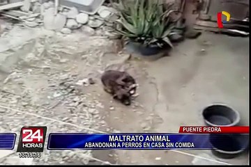 Maltrato animal: abandonan a perros en casa sin comida