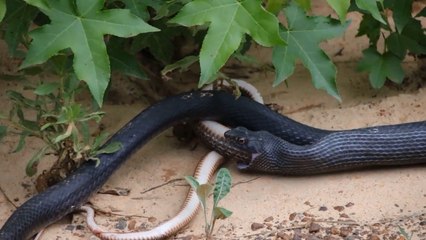 Un serpent noire entrain de régurgiter un serpent vivant.