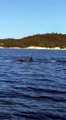 Des dauphins aperçus au large de Porquerolles