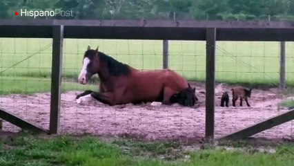 Cabras bebés se divierten saltando sobre un caballo