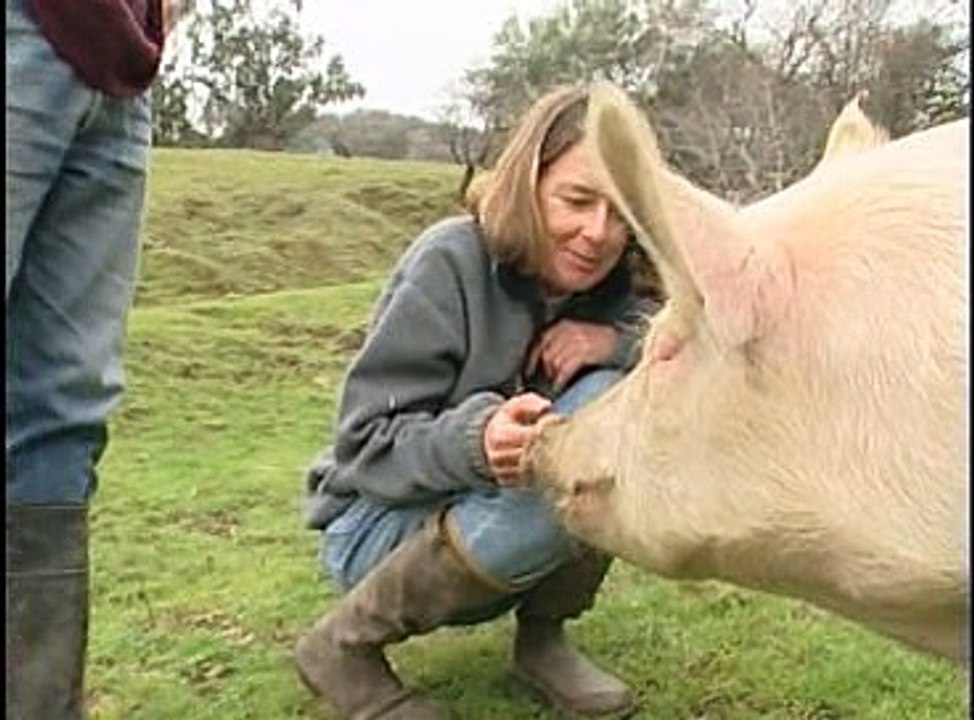 the emotional world of farm animals 2004