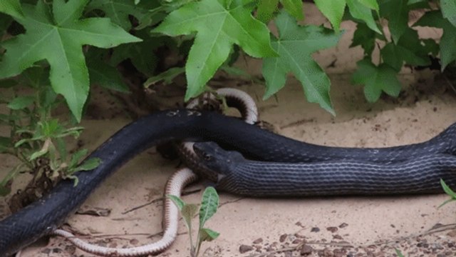 Snake Regurgitates Another Live Snake in Newton, Texas