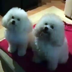 VID-20170331-WA0006(1)