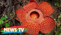 Những loài thực vật kỳ lạ nhất thế giới