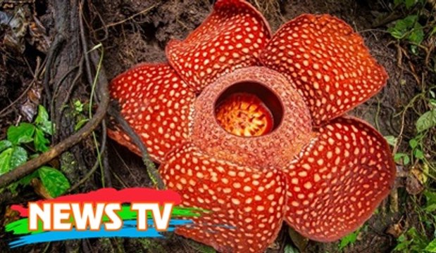 Những loài thực vật kỳ lạ nhất thế giới