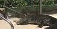 Gator Found in Swimming Pool of Sarasota Home