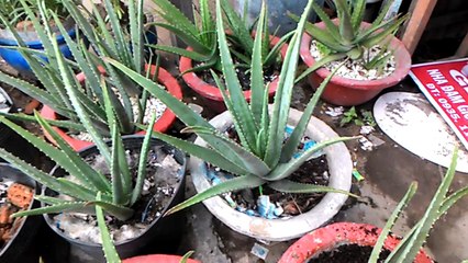 Bố tôi chăm sóc chậu nha đam l hướng dẫn vô gốc bảo vệ lá bìa - ngày 30 tháng 5 năm 2017