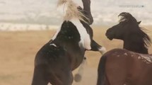 A Luta Por Território Dos Cavalos Selvagens Na America Do Norte
