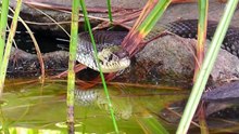 A large grass snake visited me- Eine große Ringelnatte