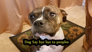 Dog say bye bye to the people || World Weird Facts
