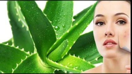 aloe vera in natural hair