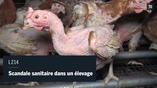 De nouvelles images montrent un élevage de poules aux conditions exécrables