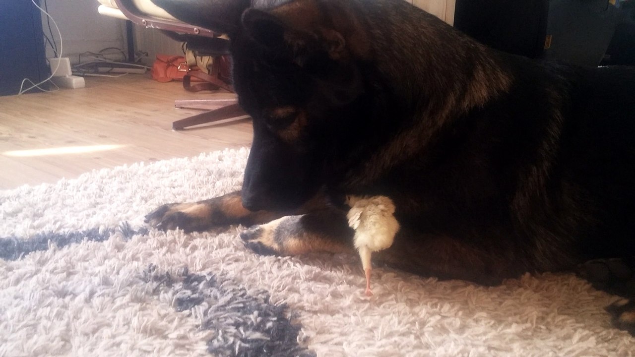 Thorin and the small turkey