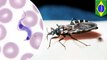 ‘Kissing bug disease’ far deadlier than previously thought
