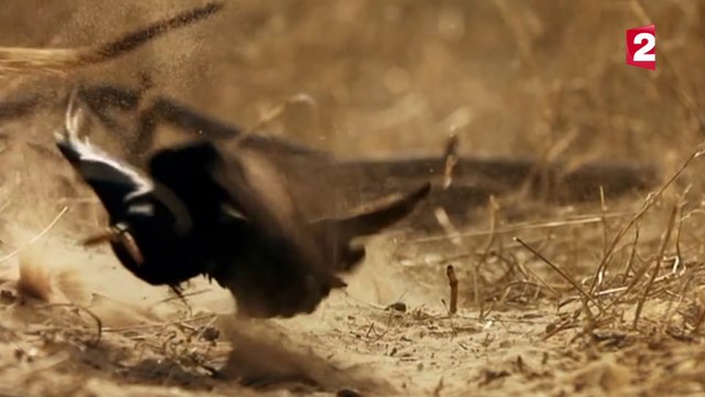 Regardez comment cet oiseau malin se nourrit en arnaquant les suricates