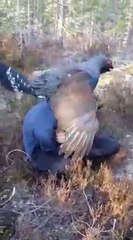 L'attaque du pigeon géant...