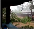 Cyclone Mora Topples Trees in Southeast Bangladesh