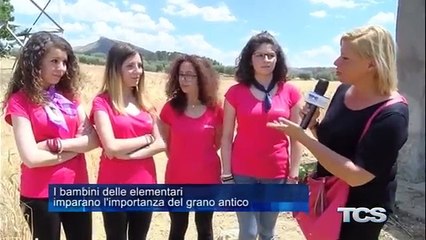 I bambini delle elementari imparano limportanza del grano antico