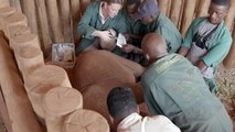 Attack leaves baby elephant struggling to survive-RyTIFp5w8UI