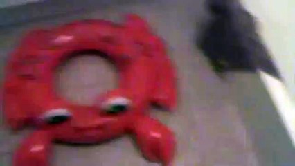 How To Get Rid of Crabs