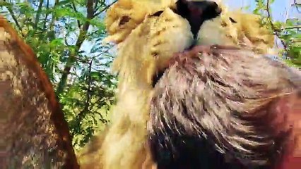 The Lion Whisperer show incredible bond with ferocious lions