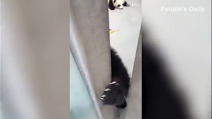 un bear ably cute panda squeezes through door to survive